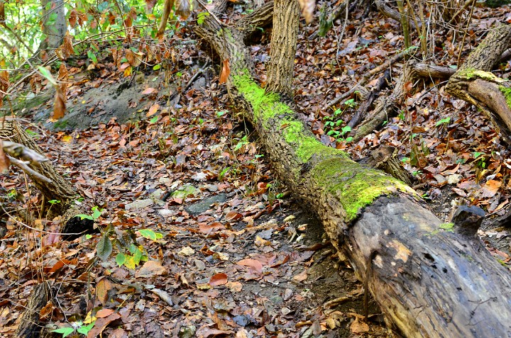 Moss Growing Moss Growing