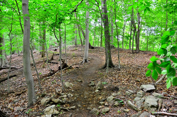 Curve Away Throught the Skinny Trees Curve Away Throught the Skinny Trees