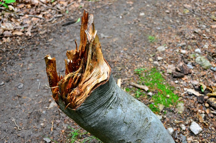 Wooden Claw Wooden Claw