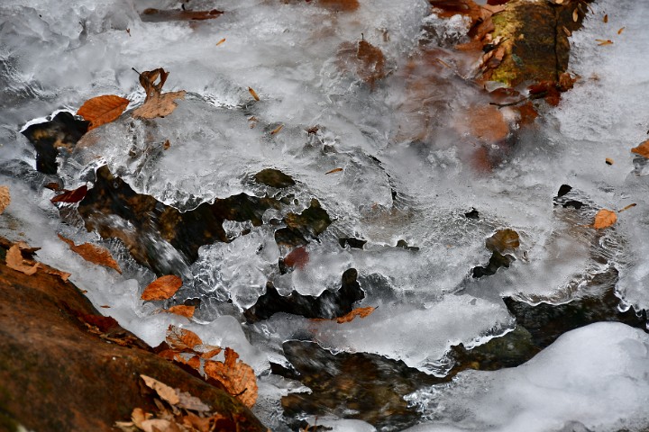 Leaves Caught