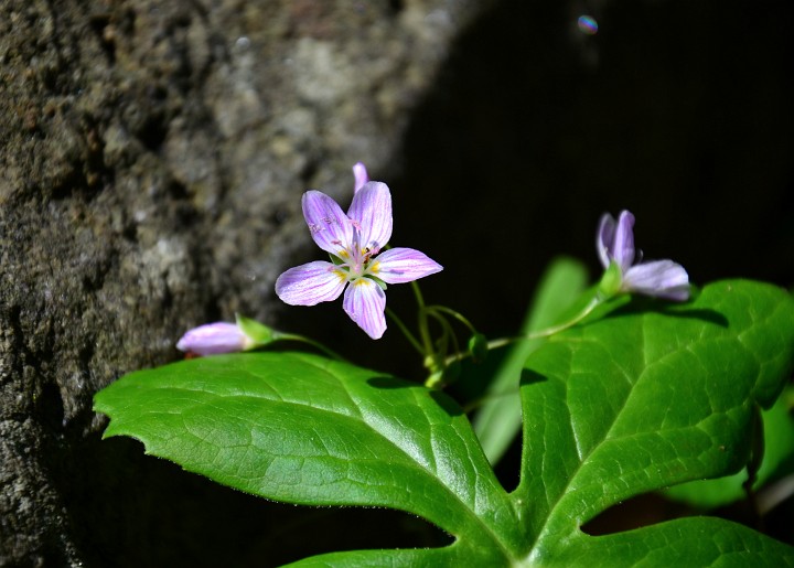 Gentle Purple Blooms Gentle Purple Blooms