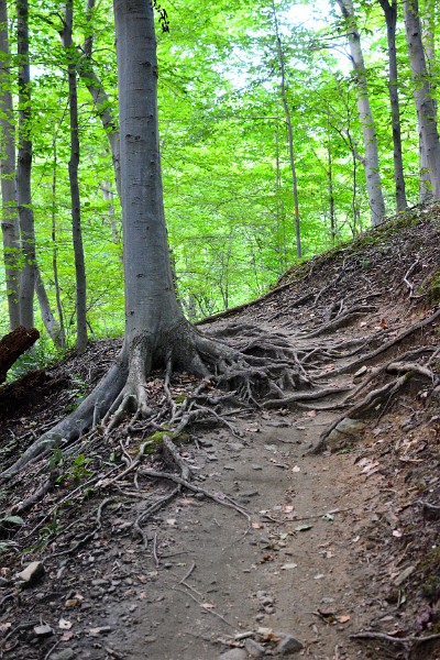 Roots Outstretched