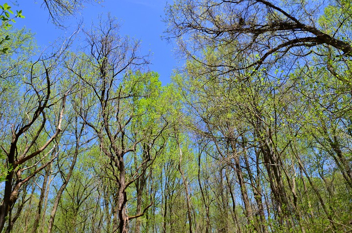 Spring Buds Scratching the Sky Spring Buds Scratching the Sky