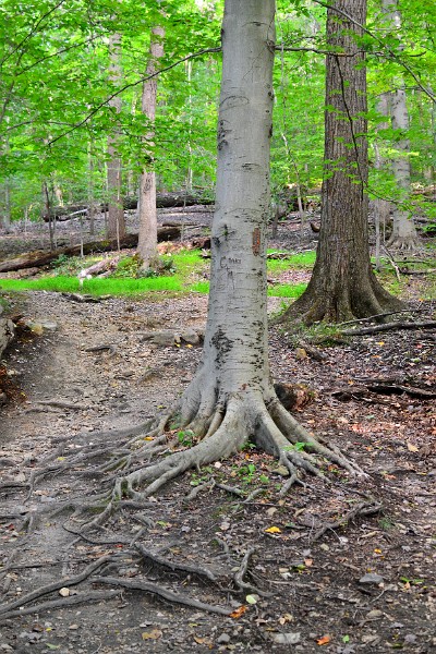 Trees and Grass