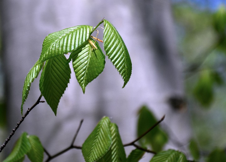 Well Defined Leaves Well Defined Leaves