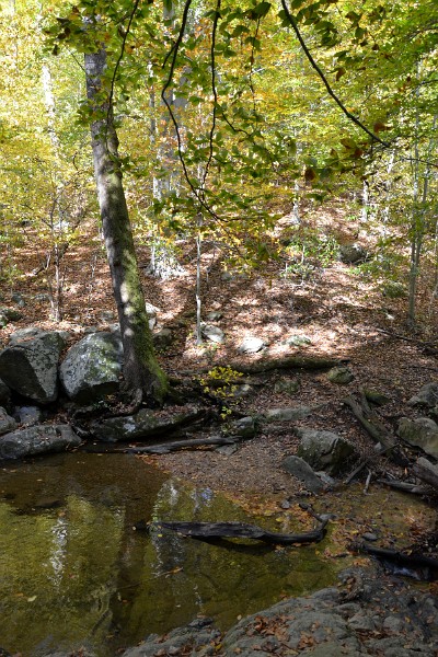 Wooded Reflection Wooded Reflection