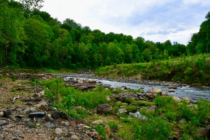 Green Growths Around the River