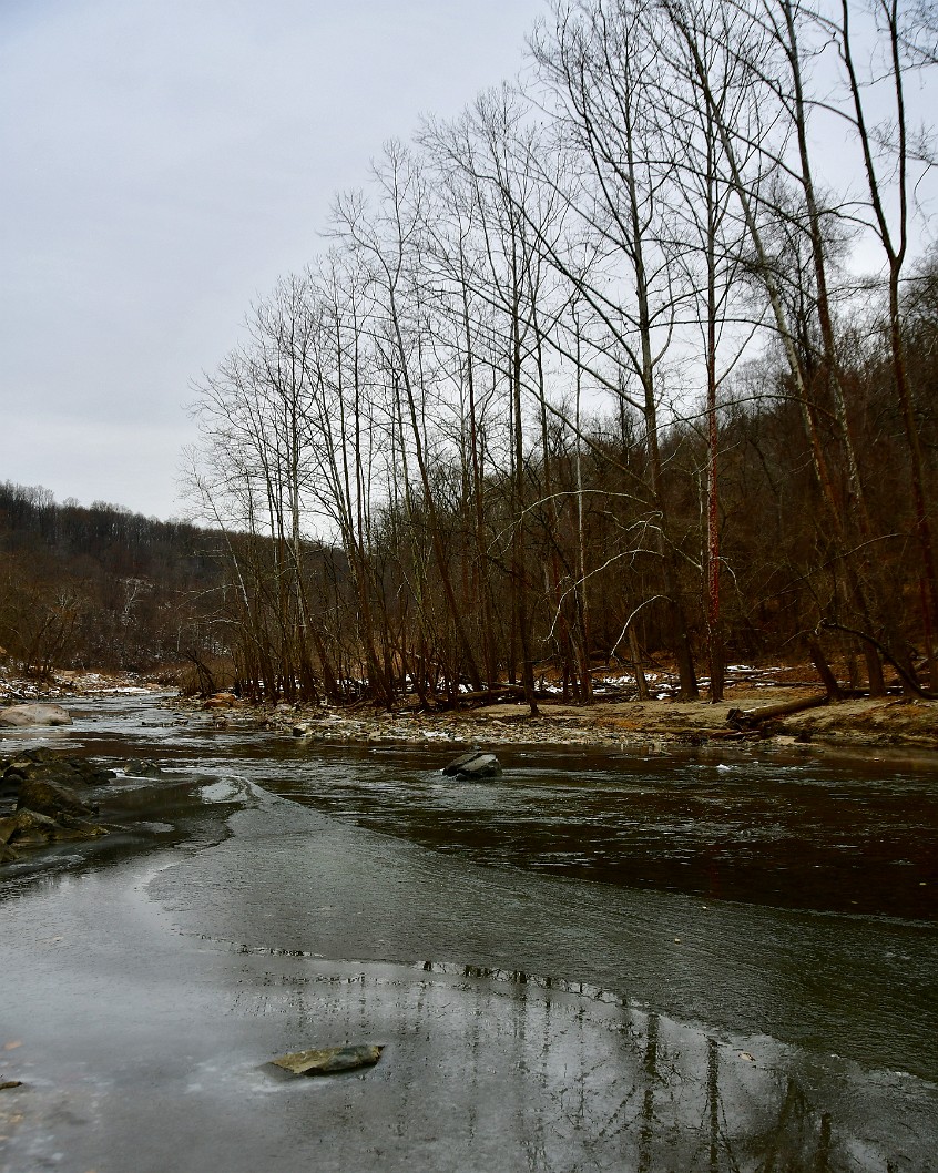 Bare Trees on the Shore