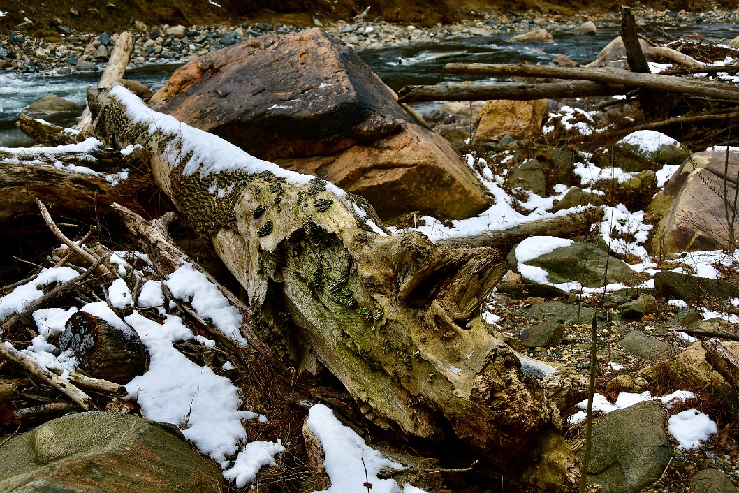 Clumps of Tree Fungus