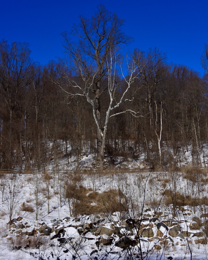 Stones to Trees