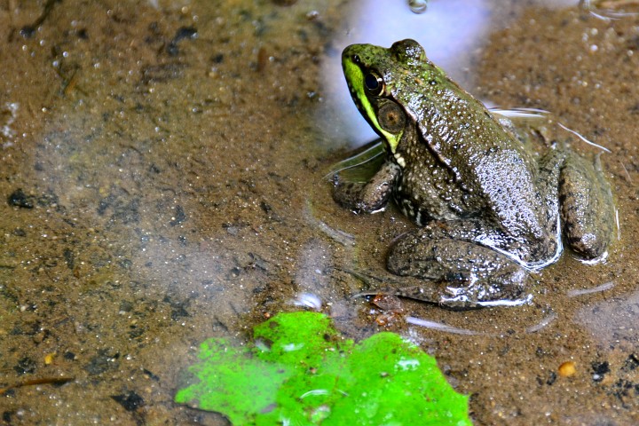 A Muddy Frog A Muddy Frog