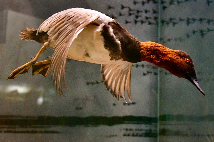 Hanging Canvasback in Flight