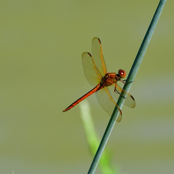 Red Dragonfly Gripping