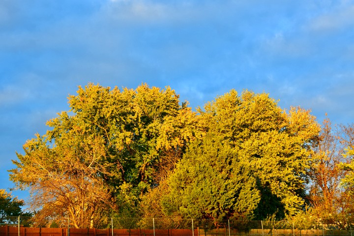 Trees in Golden Hour