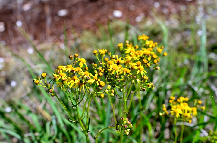 Yellow Flowers of Small's Ragwort Yellow Flowers of Small's Ragwort