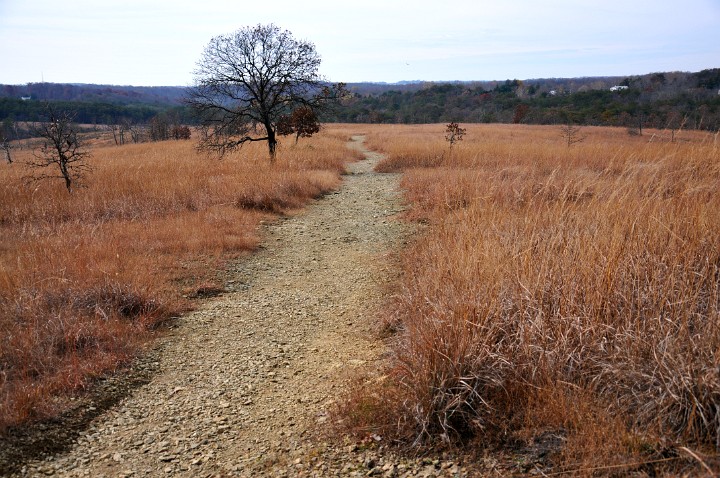 Path Through the Serpentine Grassland and Oak Savanna Path Through the Serpentine Grassland and Oak Savanna
