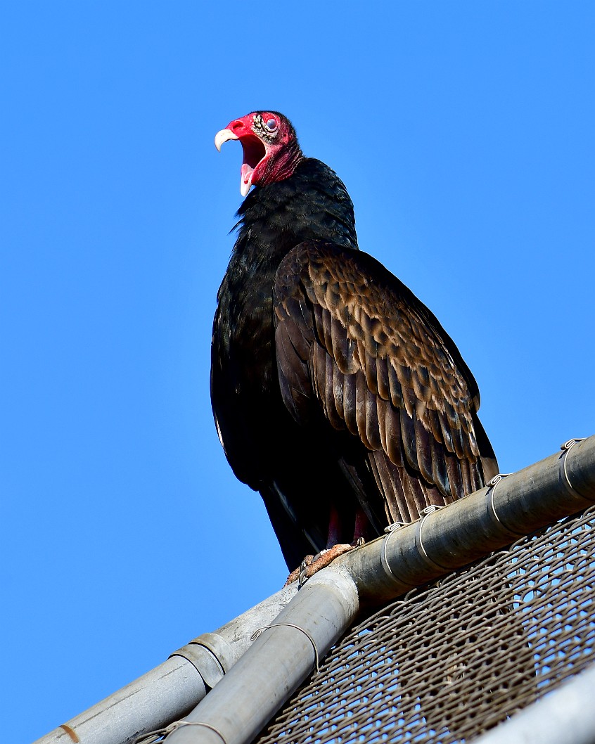 Open Mouthed Turkey Vulture