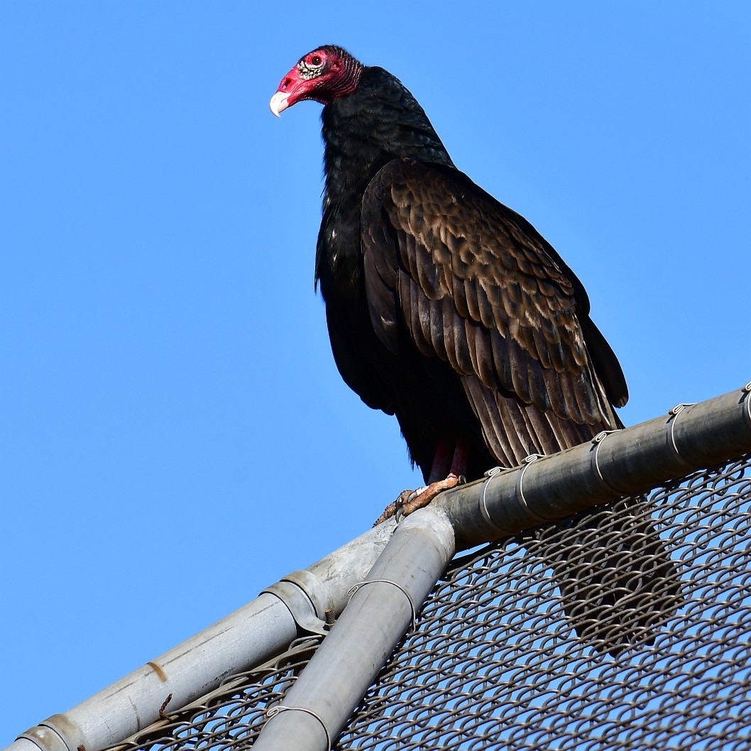 Regal Looking Turkey Vulture