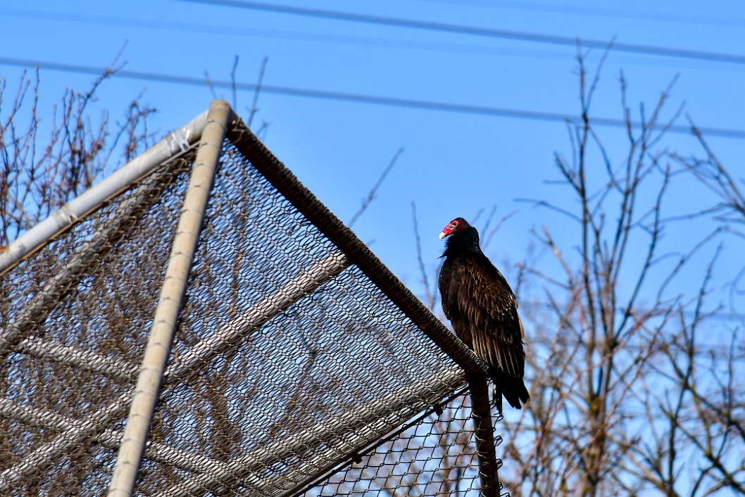 Turkey Vulture on the Top