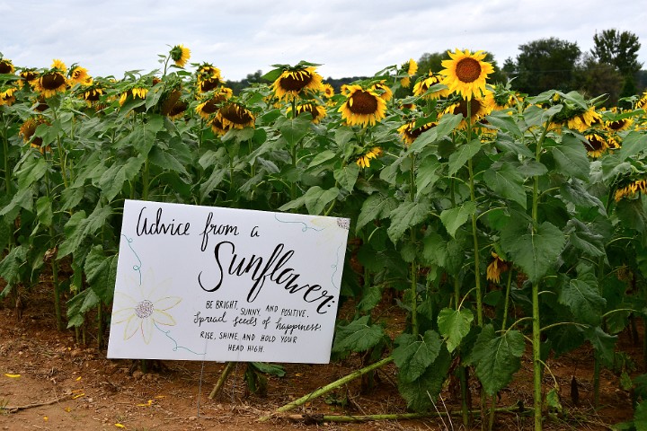 Advice From a Sunflower