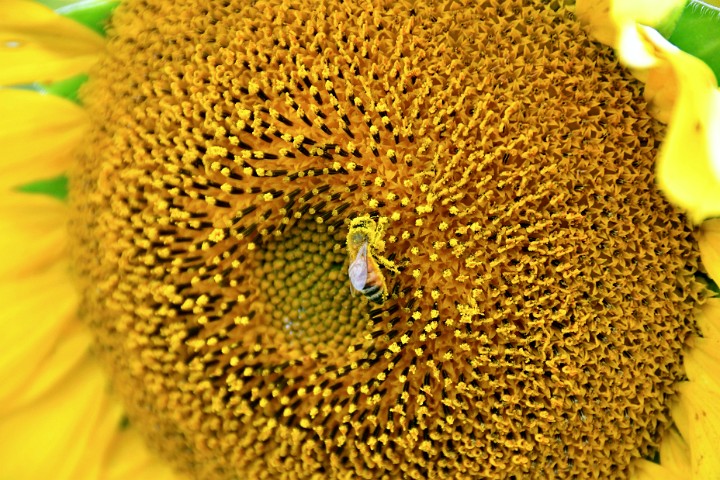 Bee in the Yellow