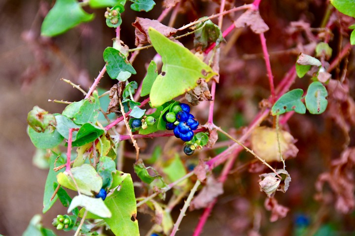 Brightly Colored Berries