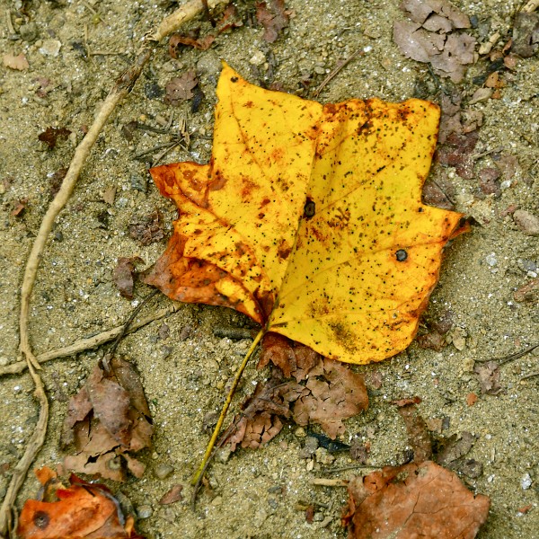 Yellowed Poplar Leaf