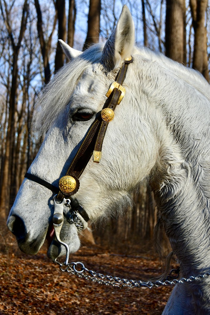 Elegant Horse Head