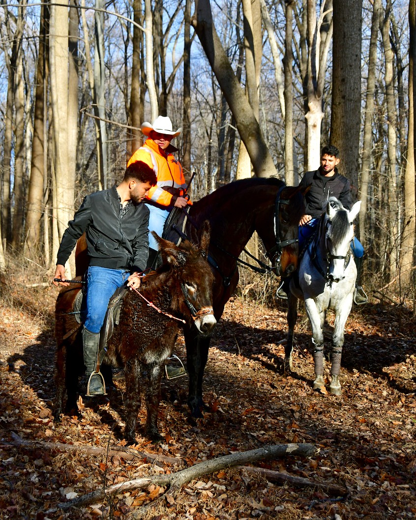 Two Horses and a Burro