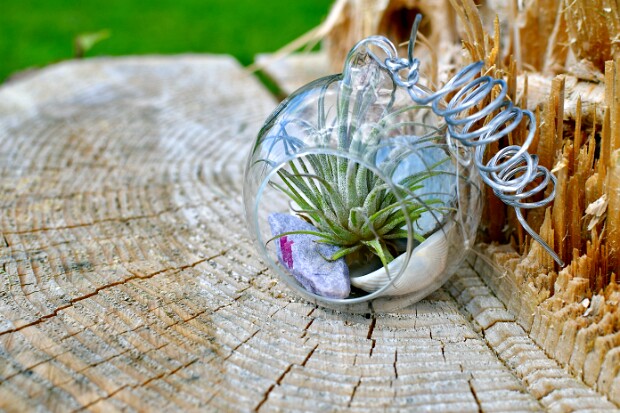 Air Plants